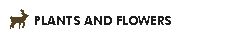 PLANTS AND FLOWERS